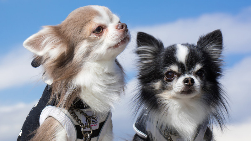 ペット用品の販売事業